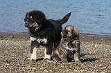 DOGUE DU TIBET 082